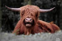 Avec la bouche ouverte...