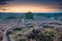 Heather auf der Posbank