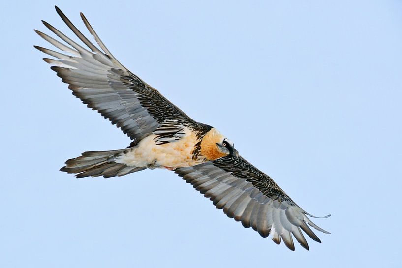 Bearded Vulture / Lammergeier ( Gypaetus barbatus ), Swiss alps, wildlife. by wunderbare Erde