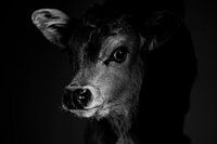 Kalb schwarz und weiß