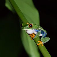 Tropische boomkikker