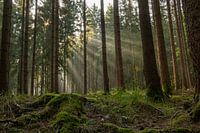 sunrays in the forest