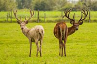 Two Deer in the Field