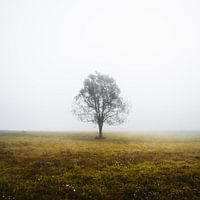 Einsamer Baum an einem nebligen Herbstmorgen
