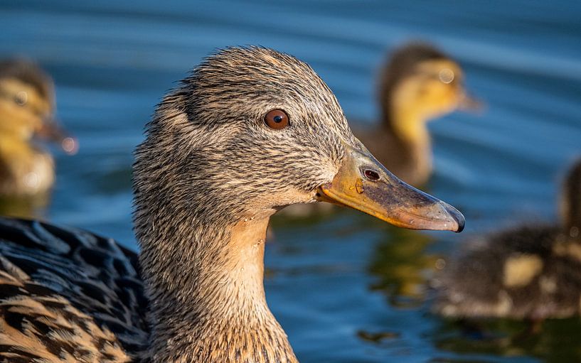 Duck with offspring by Beeld Creaties Ed Steenhoek | Photography and Artificial Images