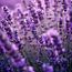 Lavendel