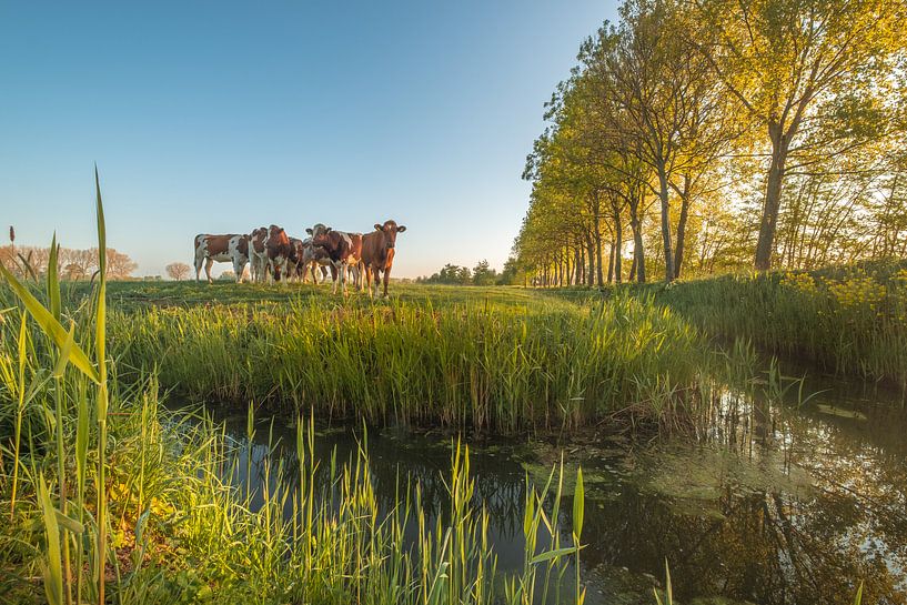 Les vaches au bord du fossé par Moetwil en van Dijk - Fotografie