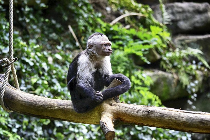 Aapje von Sidney Portier