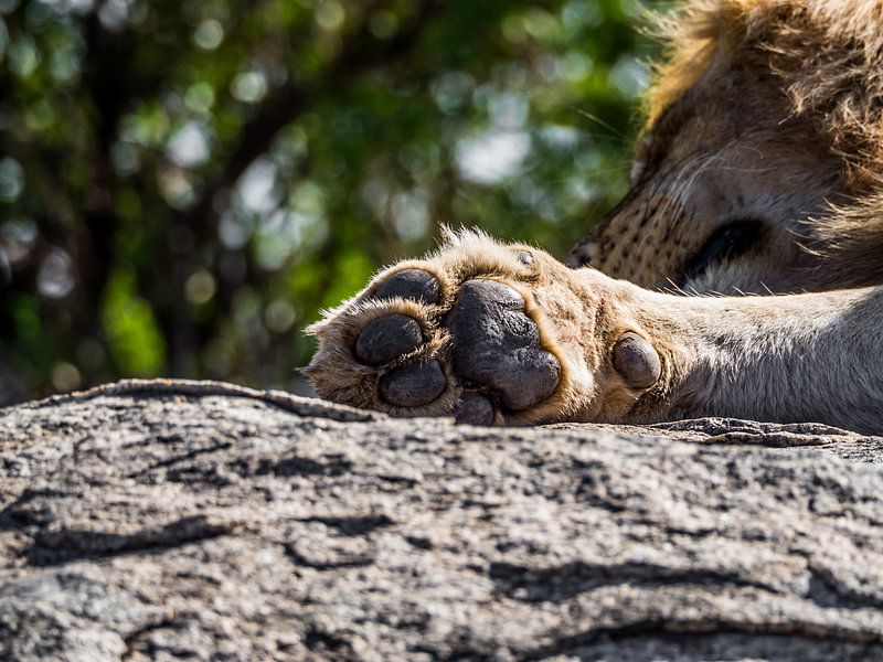Leeuwenpoot van Stijn Cleynhens