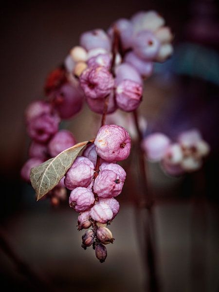 Snowberry par Rob Boon