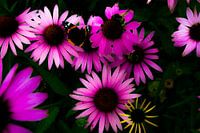 A colourful insect canopy