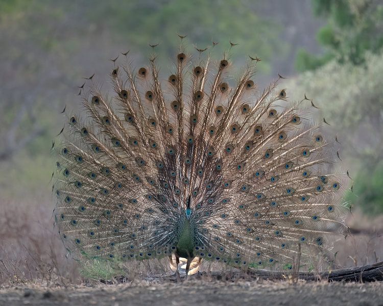 Een mooie uitgewaaierde Groene Pauw van Anges van der Logt