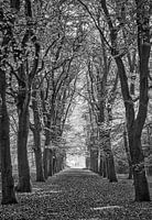 Allee der Bäume im Herbst
