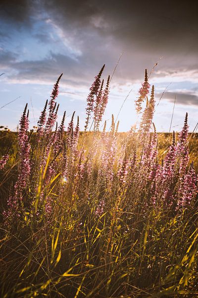 Des fleurs dans le vent par Thomas Heitz