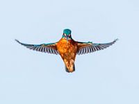 Der betende Eisvogel ist wie ein Blauer Engel