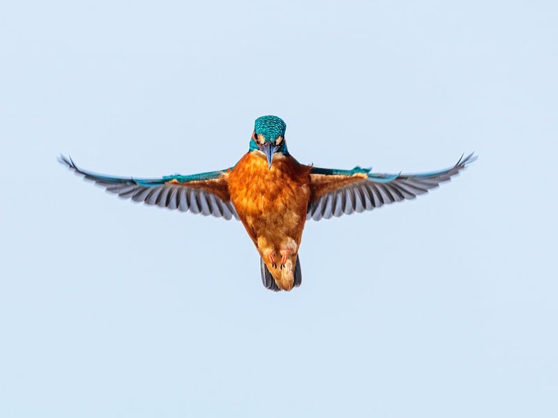 biddend ijsvogeltje is net een Blauw engeltje van Arnoud van der Aart