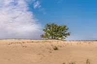 Loonse and Drunen dunes