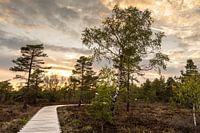 Das Schwarze Moor in der Rhön