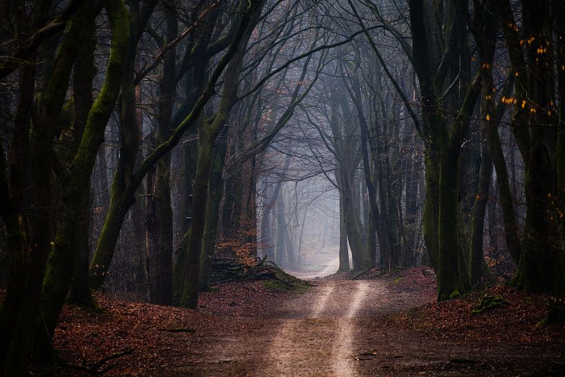 Souffle de la nature par Tvurk Photography
