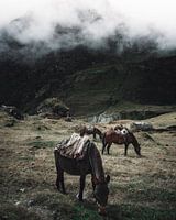Peruvian horses grazing in the mountains | Peru