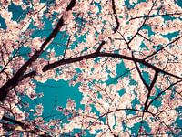 Blütenpark im Amsterdamer Wald