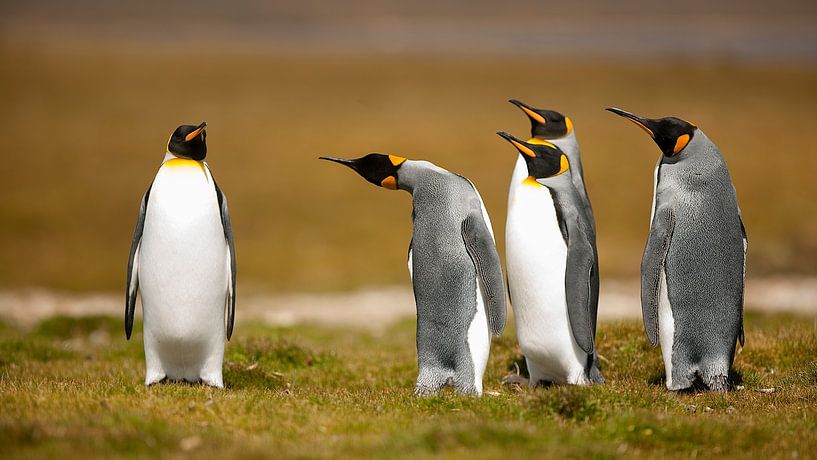 Wer ist es gewesen? von Joan Gil Raga