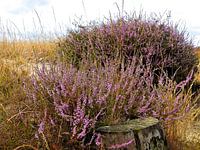 Und dann wird die Heide plötzlich lila