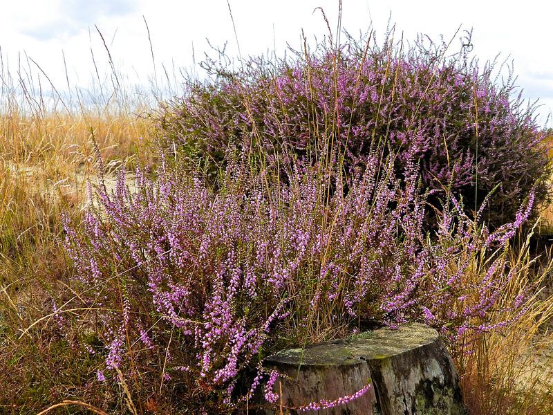 Et soudain, la bruyère devient violette par Anja Oosterwaal Fine Art Fotografie