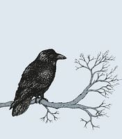 Raven pen drawing