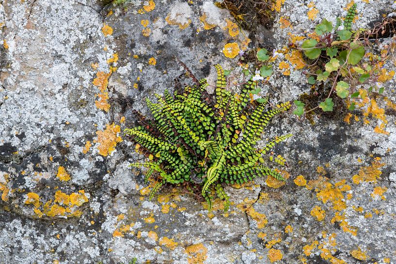 fougère stonecrop sur un vieux mur par Ron Poot