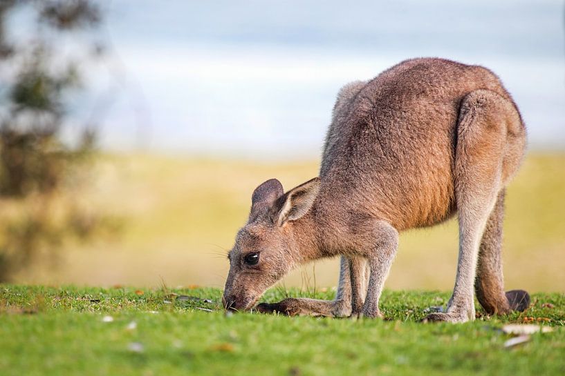 Kangourou géant gris de l'Est (Macropus giganteus) par Dirk Rüter