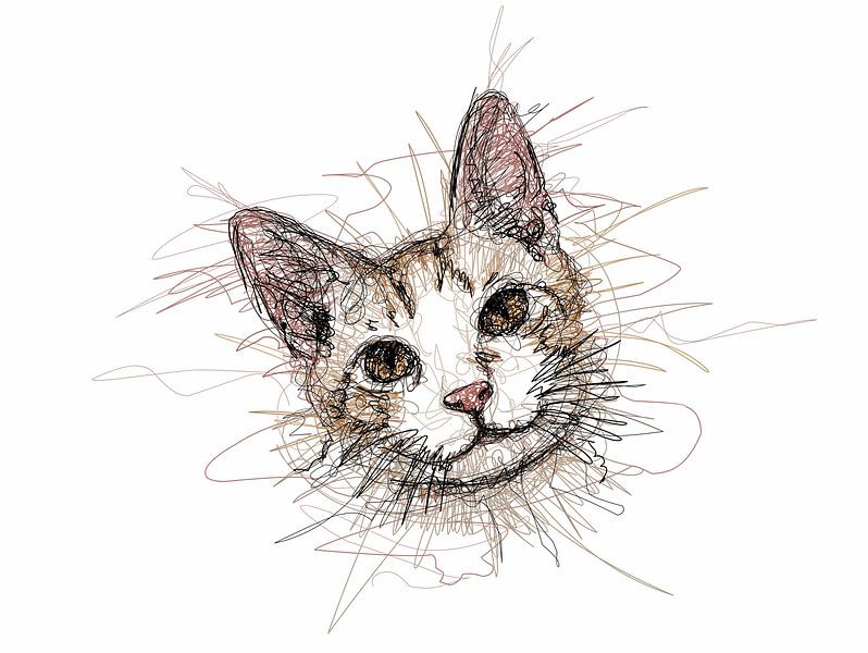 Katzengesicht von Sepri Abadi