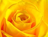 Yellow Rose Close-Up