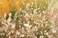 Wildflowers in the backyard
