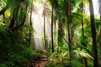 El Yunque Puerto Rico