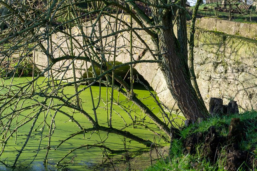 Teich, Brücke und Baum von Legs Photography