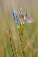 Alcon Blue on gentian