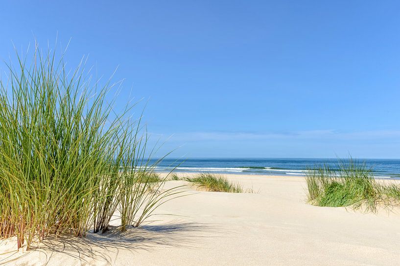 Dunes à la plage avec des herbes marram lors d'une belle journée d'été à la plage de la mer du Nord par Sjoerd van der Wal Photographie