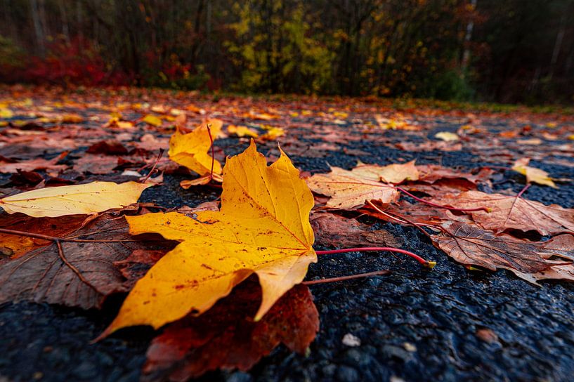 Yellow maple leaves in autumn by Marcus Beckert