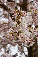 Cerisier japonais en fleur Sakura