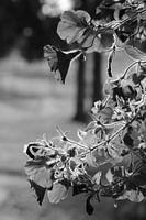 Bloemen in het zonlicht (zwart/wit)