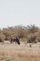 Wildebeest Roaming the Vast Savannah Landscape
