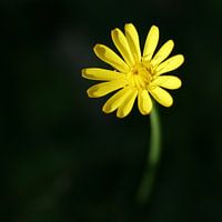 Yellow flower