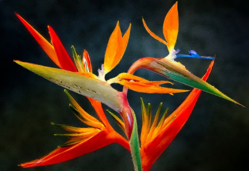Bird of Paradise by Jacky