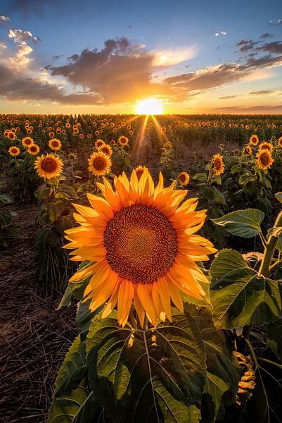 Beautiful Sunflower Field Sunset - Fine Art Picture of Sunflowers, Natur Wandkunst, Landschaftsfotografie Prints von Daniel Forster