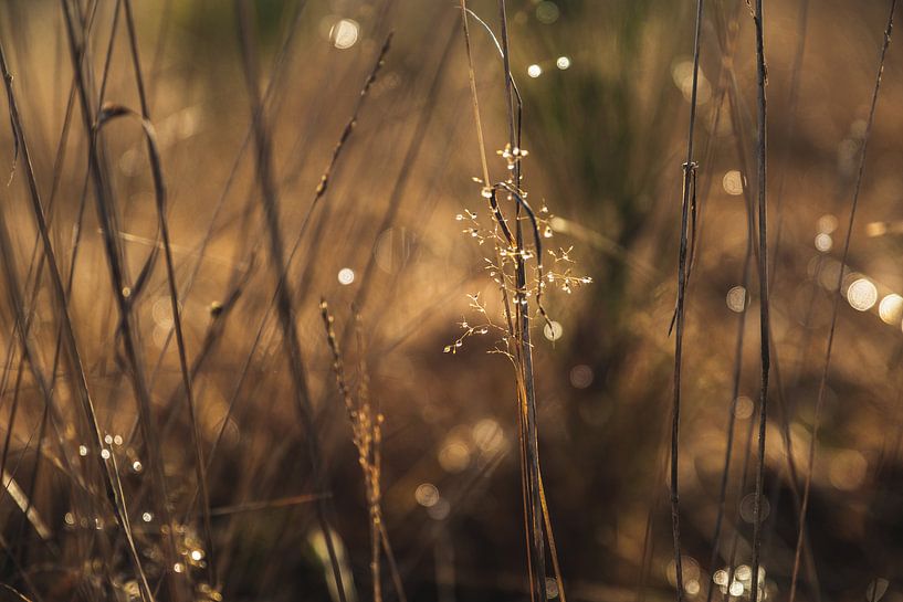 Bokeh Gras von Julien Meijer