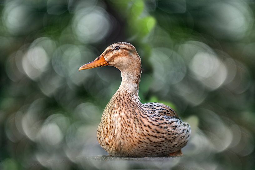 Portret van een eend in een onscherpe bokeh achtergrond van Harrie Muis