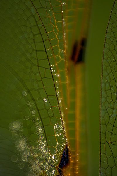 Abstract vleugels libel van Ina Bouhuijzen