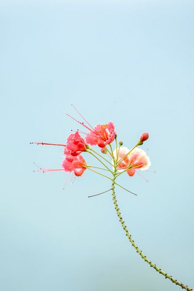 Elegant Simplicity - Blooming Summer - Fleurs de paon par Femke Ketelaar