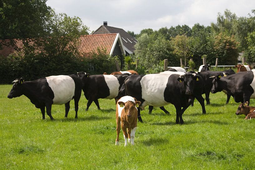Lakenvelders bij Kasteel de Vanenburg Putten par Veluws